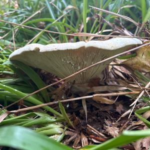 Unknown Species