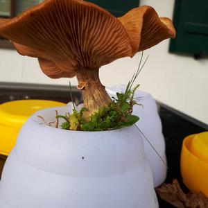 Unknown Species