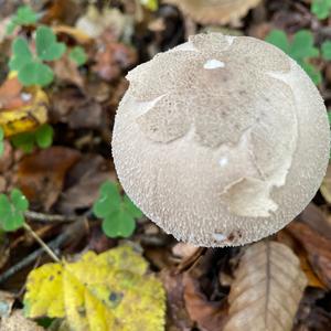 Unknown Species