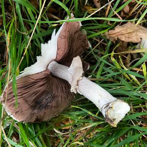 Meadow Agaric