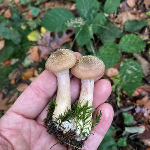 Unknown Species