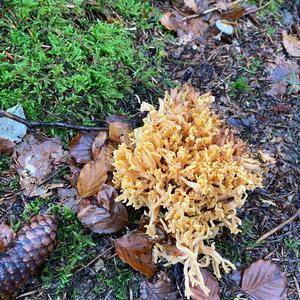 Unknown Species