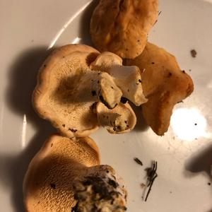 Unknown Species