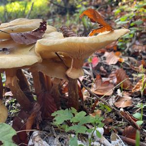 Unknown Species