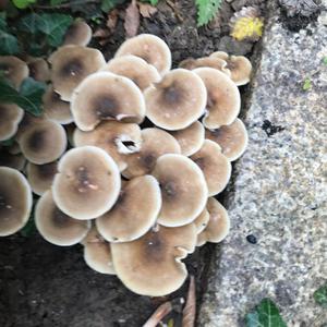 Unknown Species