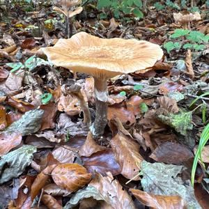 Unknown Species
