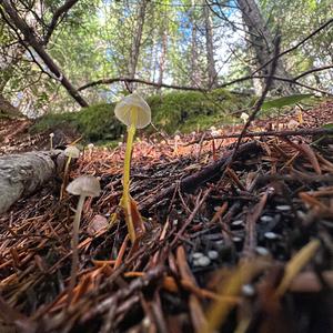 Unknown Species