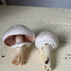 Meadow Agaric