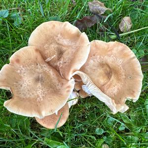 Unknown Species