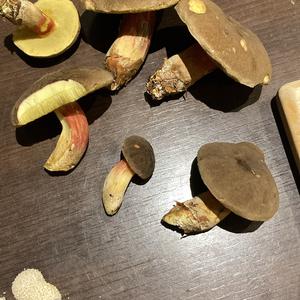 Unknown Species