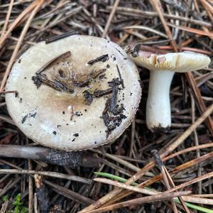 Unknown Species