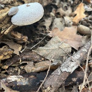 Unknown Species