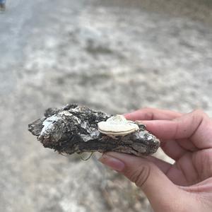 Unknown Species