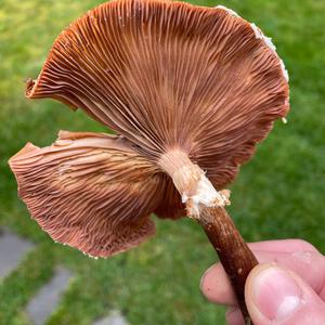 Unknown Species