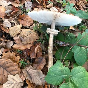 Unknown Species