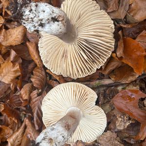 Unknown Species
