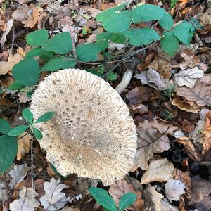 Unknown Species