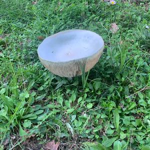 Unknown Species