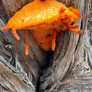 Unknown Species