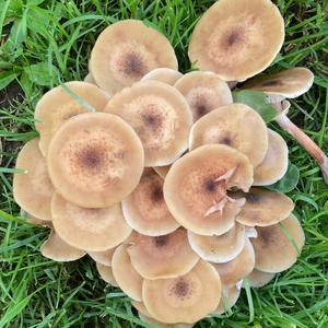 Unknown Species
