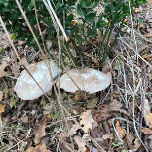 Unknown Species