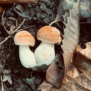 Unknown Species