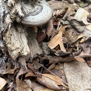 Unknown Species