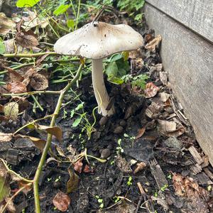 Unknown Species