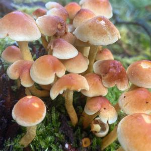 Unknown Species