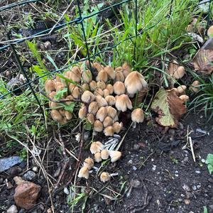 Unknown Species