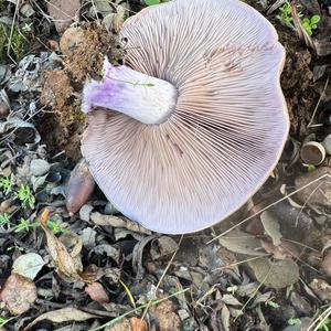 Unknown Species