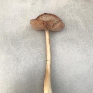 Unknown Species
