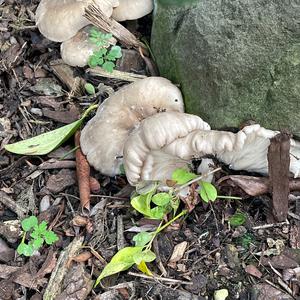 Unknown Species