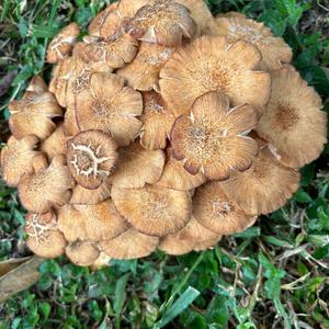 Unknown Species