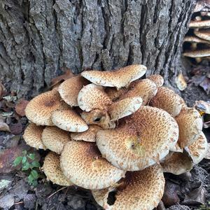 Unknown Species