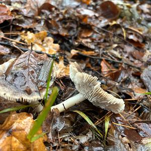 Unknown Species