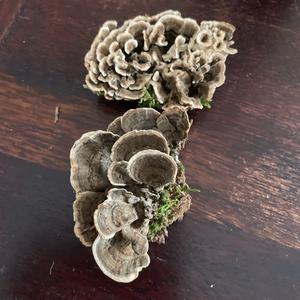 Unknown Species