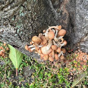 Unknown Species