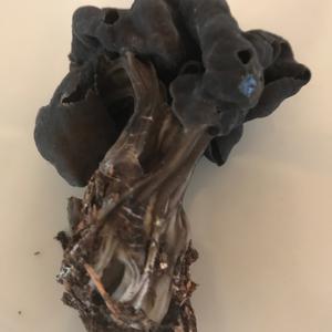 Unknown Species