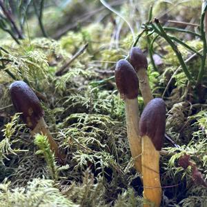 Unknown Species