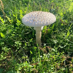 Unknown Species