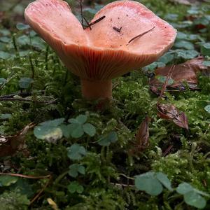 Unknown Species