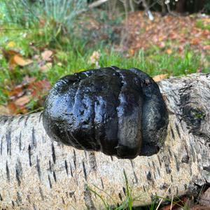 Unknown Species