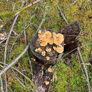 Unknown Species