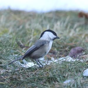 Willow Tit