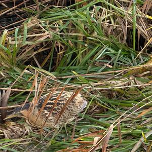 Reed Bunting