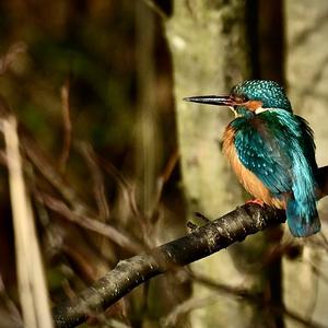 Common Kingfisher