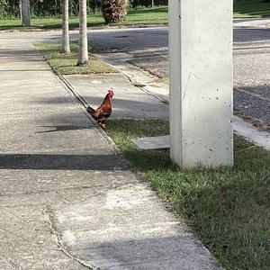Unknown Species