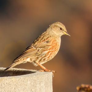 Alpine Accentor