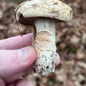 Spring Agaric